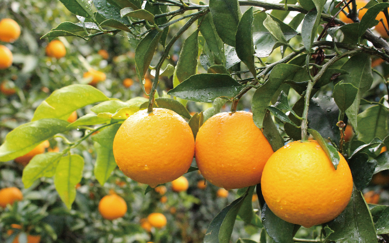 【先行予約】 ＼ みかんの名産地 和歌山県産／ 農家直送 完熟清見オレンジ 5kg (M～２Lサイズおまかせ) ひとつひとつ手選別で厳選【2026年3月中旬頃発送予定】/【hdm003A】