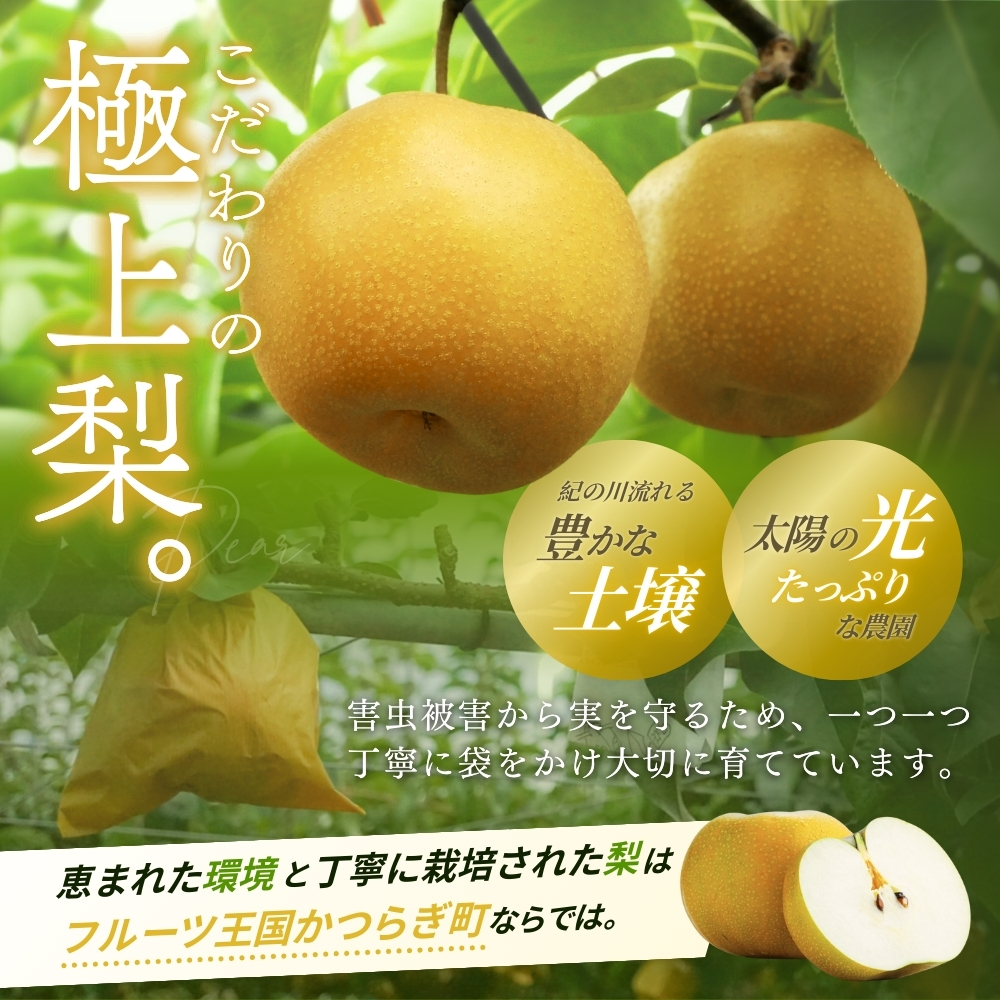 【先行予約】旬の梨(幸水ー豊水ーあきづき) 極上秀品（中玉～大玉）6～8個入り 2026年8月中旬～9月中旬頃に順次発送予定（お届け日指定不可）/ 和歌山 梨 フルーツ 果物 くだもの【kgr015】