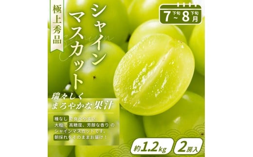 【フルーツ定期便・全3回】品質に自信あり！くしがきの里から直送　桃・シャインマスカット・まりひめを季節ごとにお届け! / 定期便 桃 もも シャインマスカット マスカット いちご イチゴ 苺 果物 フルーツ 3回【kgr037】