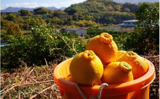 【先行予約】希少な樹上完熟　しらぬい（不知火） 秀品大玉 約2kg(6個) 2026年2月末～2026年4月中旬頃に順次発送予定（お届け日指定不可）/ 和歌山 みかん しらぬい 不知火 フルーツ 柑橘 蜜柑 果物 くだもの【kiy001】