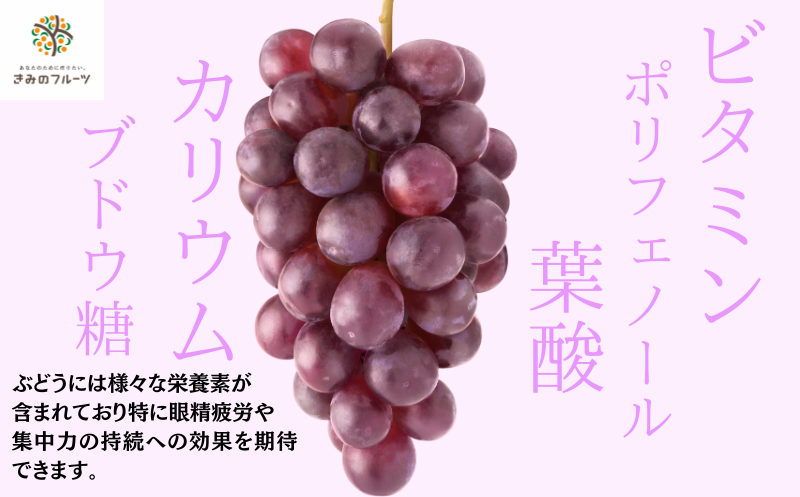 【8月中旬もしくは下旬～順次発送】ジューシーな高級ぶどう 約2kg(3~5房)/ぶどう 藤稔 黒ブドウ 果物 くだもの フルーツ 有機 【kmf004】