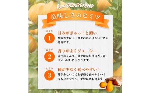 【訳あり】手選別 ネーブルオレンジ 約2kg 和歌山県産 2S~2Lサイズ混合※2026年1月上旬～2月中旬頃に順次発送【mrmt018】
