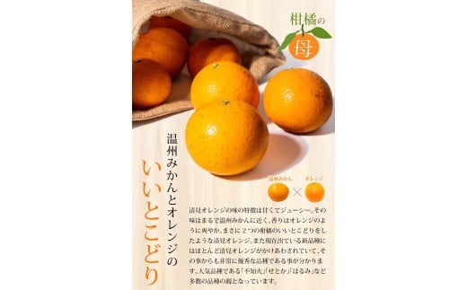 【訳あり】手選別 清見オレンジ 約2kg 和歌山県産 2S~2Lサイズ混合※2026年2月上旬～5月中旬頃に順次発送【mrmt023A】