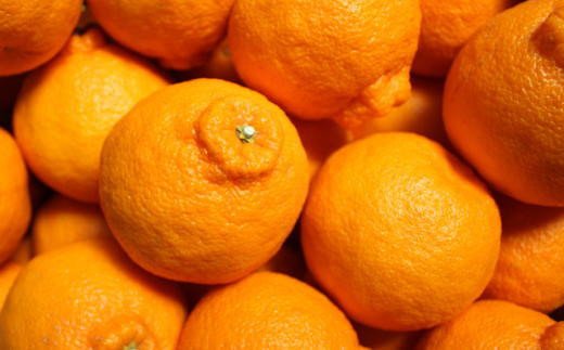 【お味濃厚】紀州有田産のデコポン約5kg(18玉～24玉入り・青秀以上) ※2026年2月中旬～2026年3月中旬頃順次発送 / デコポン 不知火 フルーツ 果物 【tec810B】