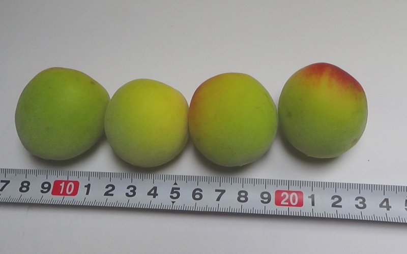  紀美野町産 冷凍南高梅 ２Lサイズ1.5キロ /南高梅 梅 うめ 冷凍 和歌山 梅ジャム 梅酒 梅シロップ 大粒【twn003C】