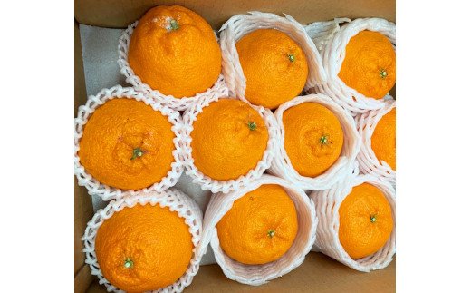  果肉プリプリ♪ 完熟紀州デコ(不知火) 約3kg　※2026年2月下旬頃〜2026年3月中旬頃に順次発送予定(お届け日指定不可) / 果物 フルーツ くだもの ミカン 不知火 デコポン 【uot706A】