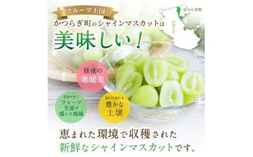 先行予約！ 朝摘み シャインマスカット 秀品  2房（約1.2kg）こだわり農家厳選！【2026年8月末から9月末順次発送予定】/ フルーツ ぶどう ブドウ 葡萄 マスカット 和歌山県 かつらぎ町 ジューシー 厳選 産地直送 果物【kgr035】