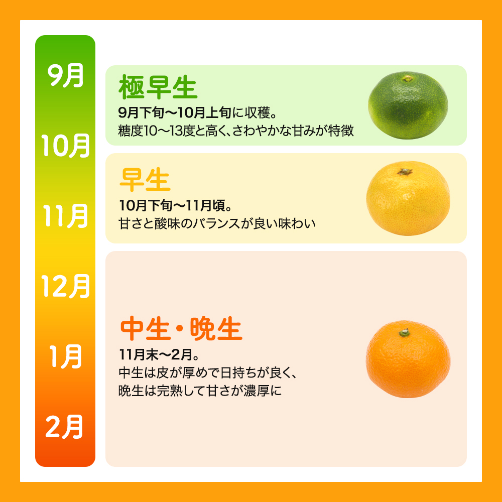  【先行予約】訳あり品 温州みかん 「おてんば娘」3kg(早生・中生・晩稲)【S～2Lサイズおまかせ】【2025年10月中旬～2026年2月下旬頃までに順次発送】＜味好農園＞/みかん 蜜柑 柑橘 温州みかん 訳あり 果物 フルーツ 【agy016】