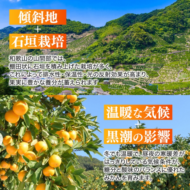  【和歌山県産】訳あり 温州みかん 1kg お試しに♪ (早生・中生・晩稲)【S～2Lサイズおまかせ】【2025年10月中旬～2026年1月中旬頃までに順次発送】＜味好農園＞/ 「おてんば娘」みかん 蜜柑 柑橘 温州みかん 訳あり 果物 フルーツ 甘い 果汁溢れる【agy037】