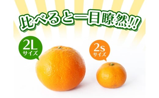 ボリューム満点！大玉  温州みかん 2kg  ※秀優混合【2L～3Lサイズ】【2025年12月から2026年２月下旬頃に順次発送】＜味好農園＞/ 温州 蜜柑 みかん 柑橘 果物 フルーツ ミカン 甘い 美味しい【agy042】