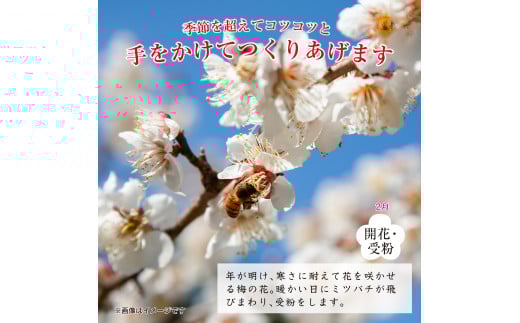 紀州南高梅つぶれ梅 はちみつ漬 400g×3パック (塩分8%) / ウメ 梅 うめ 梅干し 南高梅 紀州南高梅 和歌山 はちみつ梅 つぶれ梅 【azky006B】