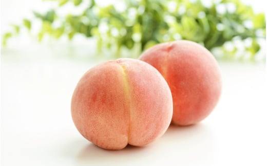 【先行予約】【厳選】あふれる果汁で口いっぱい！ 和歌山県産 桃 約2kg（6個~9個） 2026年6月末頃～2026年8月末頃に順次発送予定（お届け日指定不可）/ 和歌山 桃 モモ フルーツ もも 白桃 果物 くだもの【kgr001A】