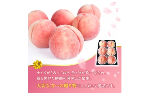 【2026年発送分先行予約】数量限定！【モモ】川中島白桃 約2kg 6個入  100個に1個の特選最上級秀品！ こだわり農家厳選！【2026年7月末から8月末順次発送】/ 和歌山県 かつらぎ町 もも 桃 高級 贅沢 特選