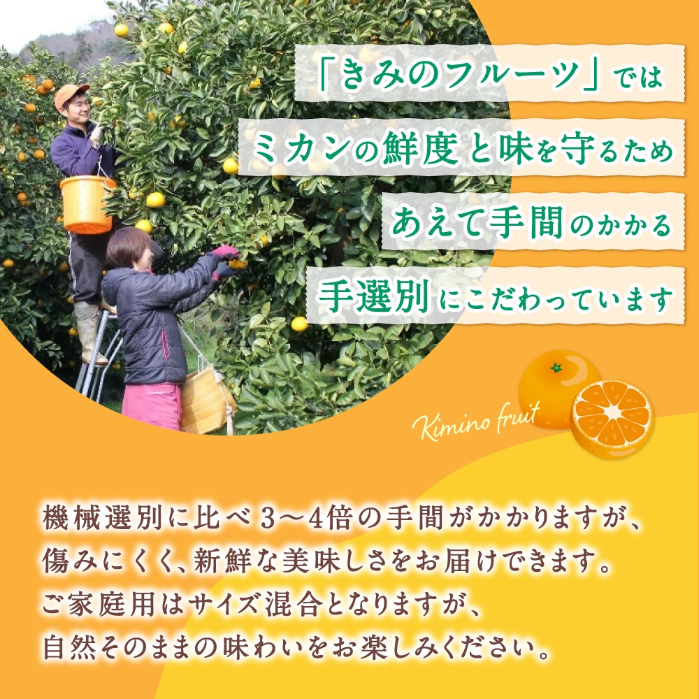  あま～い！ カツオの有機肥料が味の決め手！ 「きみの完熟ミカン」 約4.5kg (40~60個程度) サイズ混合 2S~L ご家庭用(秀優混合) / みかん ミカン 柑橘 和歌山県 有機 手選別 【kmf001A】