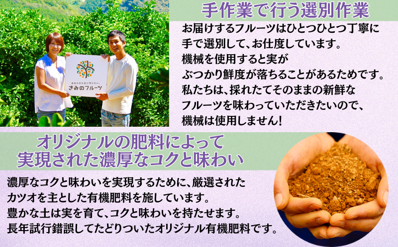 【8月中旬もしくは下旬～順次発送】ジューシーな高級ぶどう 約2kg(3~5房)/ぶどう 藤稔 黒ブドウ 果物 くだもの フルーツ 有機 【kmf004】