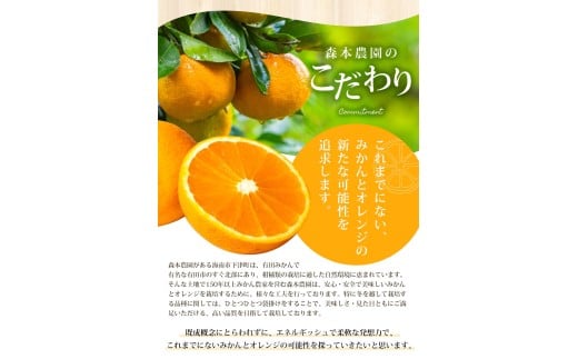 【訳あり】手選別 清見オレンジ 約10kg 和歌山県産 2S~2Lサイズ混合※2026年2月上旬～5月中旬頃に順次発送【mrmt025A】