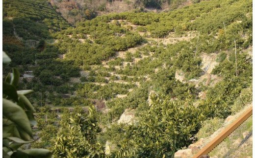  【2026年秋頃発送予約分】【農家直送】こだわりの青切りみかん 約5kg サイズお任せ 有機質肥料100%　※2026年9月下旬より順次発送予定（お届け日指定不可）/ミカン 蜜柑 柑橘 フルーツ くだもの 果物 【nuk150C】