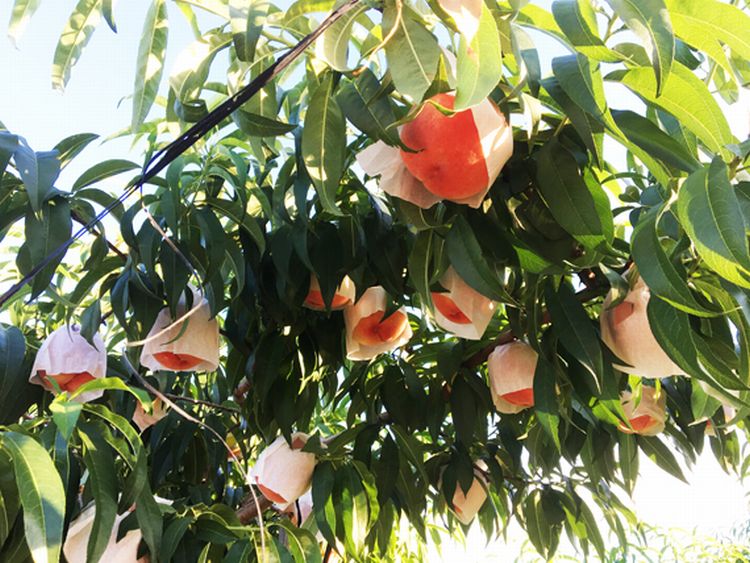 【先行予約】紀州和歌山産の桃　約4kg　化粧箱入 ※2026年6月下旬頃〜2026年8月上旬頃順次発送（お届け日指定不可） / もも モモ 桃 ギフト 贈り物 プレゼント 夏ギフト 果物 フルーツ 人気 産地直送 和歌山県 お取り寄せ 【uot723A】