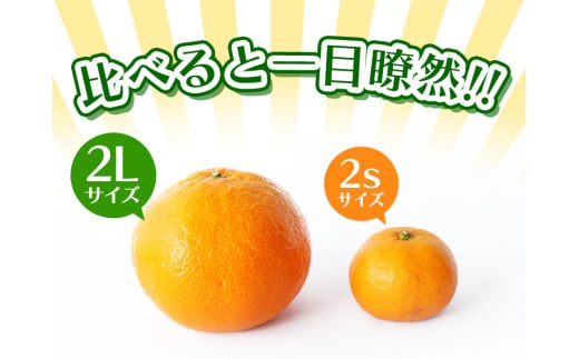 お試しにピッタリ！ 温州みかん 「小粒っこ」 2kg※箱込み ※秀優混合 【2S～3Sサイズおまかせ】【2025年10月中旬～2026年1月下旬までに順次発送】(極早生・早生・中生・晩稲)＜味好農園＞/ 温州 みかん 小玉 蜜柑 柑橘 みかん 極早生 早生 中生 晩稲 小粒 果物 フルーツ 【agy025A】