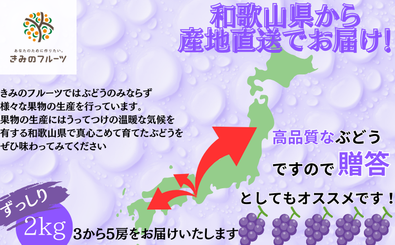 【8月中旬もしくは下旬～順次発送】ジューシーな高級ぶどう 約2kg(3~5房)/ぶどう 藤稔 黒ブドウ 果物 くだもの フルーツ 有機 【kmf004】