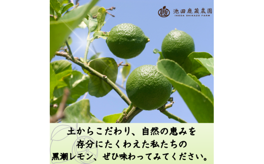 ＜先行予約＞わけあり レモン5kg+250g（傷み補償分）【和歌山有田産】【防腐剤・WAX不使用、安心の国産レモン】【わけあり・訳ありレモン】【ikd031C】