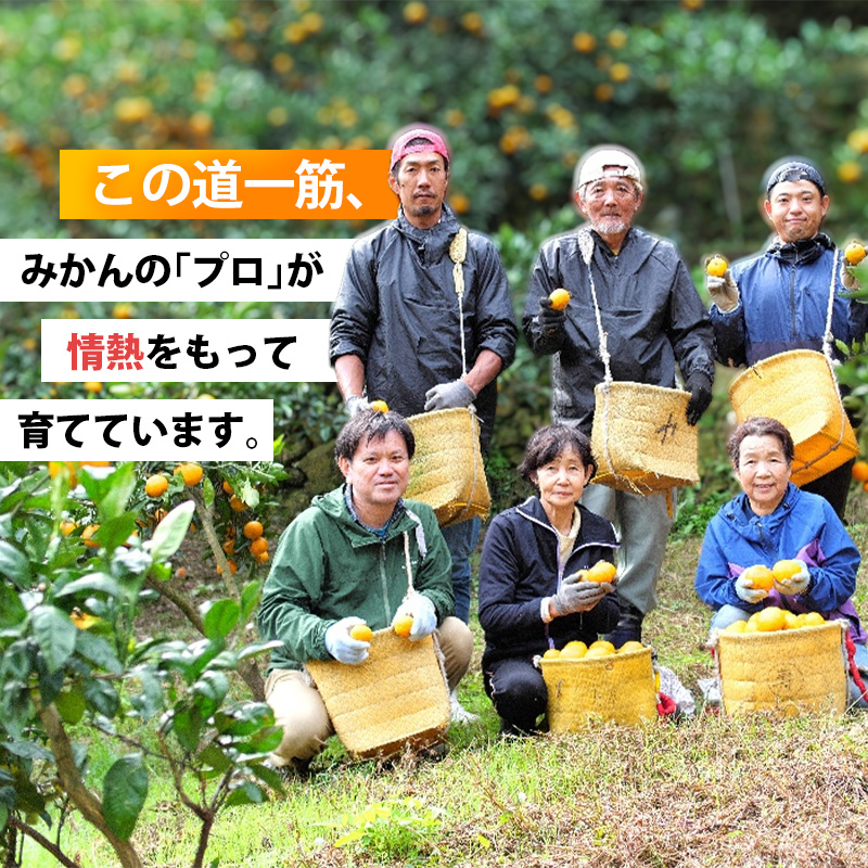 【先行予約】家庭用有田みかんサイズ混合(2S～2L)7.5kg+250g 11月より発送(完熟)/ みかん ミカン 有田みかん 柑橘 フルーツ 果物 和歌山 オレンジ【ikd116D】 