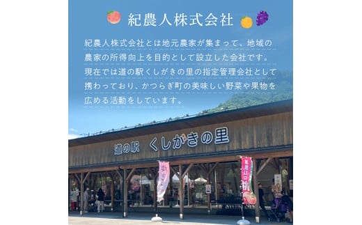 【フルーツ定期便・全3回】品質に自信あり！くしがきの里から直送　桃・シャインマスカット・まりひめを季節ごとにお届け! / 定期便 桃 もも シャインマスカット マスカット いちご イチゴ 苺 果物 フルーツ 3回【kgr037】