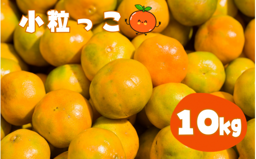  【先行予約】温州みかん 「小粒っこ」 10kg (極早生・早生・中生・晩稲)【2S～3Sサイズおまかせ】【2025年10月中旬～2026年1月下旬までに順次発送】＜味好農園＞/温州 みかん 小玉 蜜柑 柑橘 みかん 極早生 早生 中生 晩稲 小粒 果物 フルーツ 【agy006A】