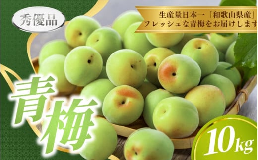 【先行予約】青梅  10kg ※秀優品　※サイズ混合 【2026年6月～順次発送予定】＜味好農園＞/ 梅 青梅 梅干 梅干し 梅酒 お酒 シロップ ジュース【agy031】