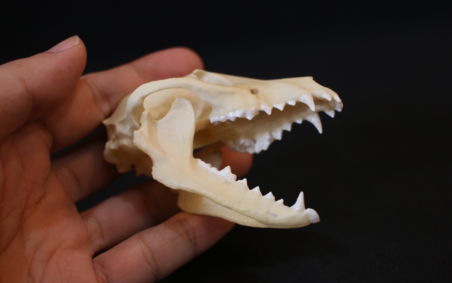  [8cm] タヌキ 縮小頭骨レプリカ  /  レプリカ 標本 コレクション プラモデル 動物標本 頭骨レプリカ 狸 たぬき フィギュア インテリア 模型 動物 博物館 骨格 ミニチュア 3Dプリント キーホルダー 【anf001A】