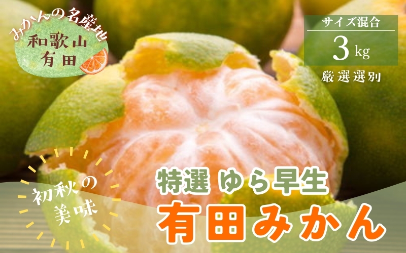 【初秋の美味】特撰 ゆら早生有田みかん 3kg+200g(傷み補償分)【2026年10月中旬～11月上旬頃に順次発送予定】※北海道・沖縄・離島配送不可/ 和歌山 ミカン オレンジ 柑橘 フルーツ 果物 くだもの 旬【ard050C】