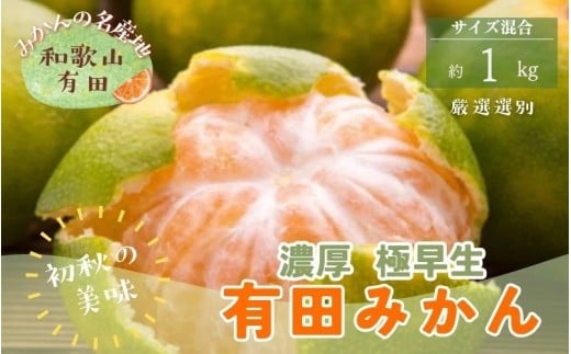 【初秋の美味】特撰 ゆら早生有田みかん 1kg+200g(傷み補償分)【2026年10月中旬～11月上旬頃に順次発送予定】※北海道・沖縄・離島配送不可 / みかん 果物 くだもの フルーツ 有田みかん ミカン 柑橘 【ard234】