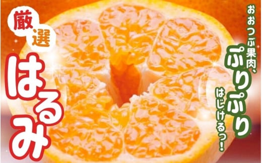 【先行予約】厳選はるみ1kg+250g（傷み補償分）＜2月より発送＞/ みかん ミカン 有田みかん 柑橘 フルーツ 果物 和歌山 オレンジ【ikd141B】