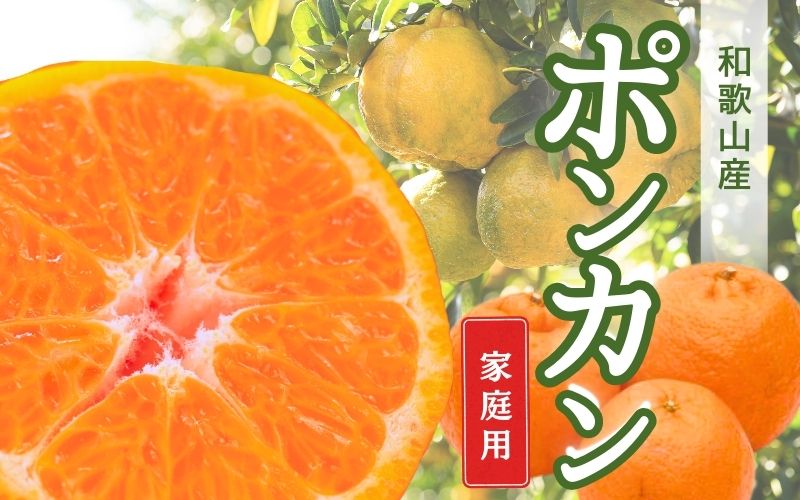 【先行予約】家庭用ポンカン2.5kg+250g（傷み補償分）＜１月より発送＞/ みかん ミカン 有田みかん 柑橘 フルーツ 果物 和歌山 オレンジ【ikd191A】