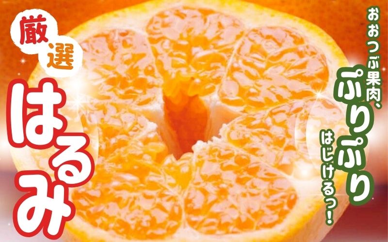 【先行予約】厳選はるみ5kg+250g（傷み補償分）＜2月より発送＞/ みかん ミカン 有田みかん 柑橘 フルーツ 果物 和歌山 オレンジ【ikd194B】