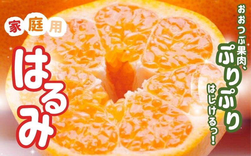 【先行予約】家庭用はるみ5kg+250g（傷み補償分）＜2月より発送＞/ みかん ミカン 有田みかん 柑橘 フルーツ 果物 和歌山 オレンジ【ikd195B】