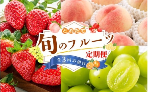 【フルーツ定期便・全3回】品質に自信あり！くしがきの里から直送　桃・シャインマスカット・まりひめを季節ごとにお届け! / 定期便 桃 もも シャインマスカット マスカット いちご イチゴ 苺 果物 フルーツ 3回【kgr037】