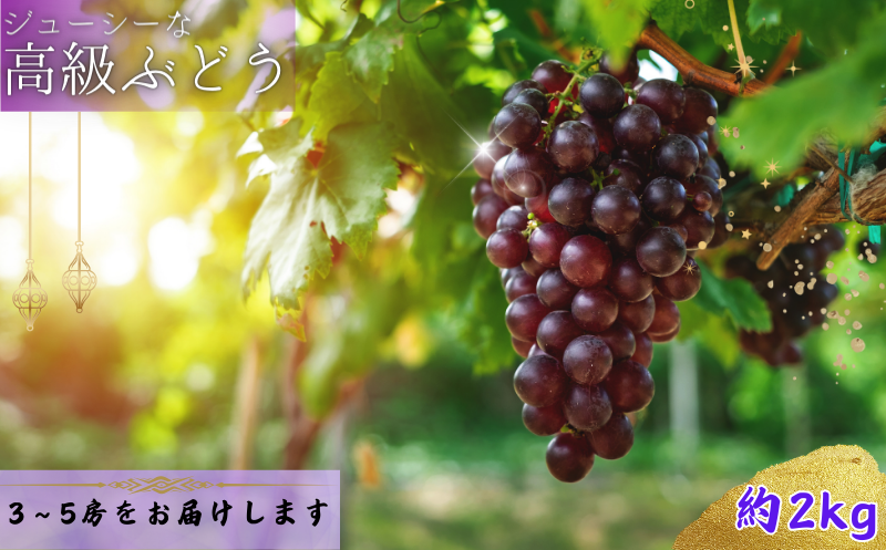 【8月中旬もしくは下旬～順次発送】ジューシーな高級ぶどう 約2kg(3~5房)/ぶどう 藤稔 黒ブドウ 果物 くだもの フルーツ 有機 【kmf004】