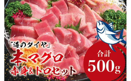 本マグロ（養殖）トロ＆赤身セット500g 【１ヶ月以内に順次発送】／ 通常発送の他、発送月別、先行予約受付中！【nks110D】
