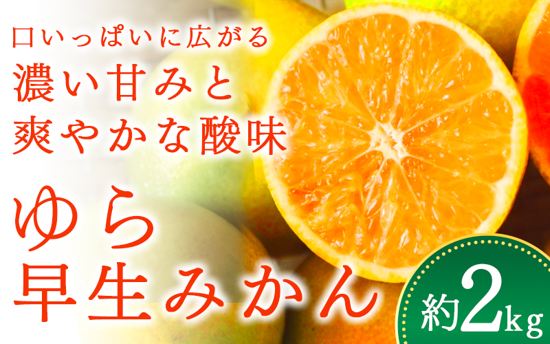 ＼光センサー選別／＼農家直送／甘くて濃厚！希少品種 ご家庭用 ゆら早生みかん　約2kg　サイズ混合【2026年10月上旬頃より順次発送】【nuk143D】