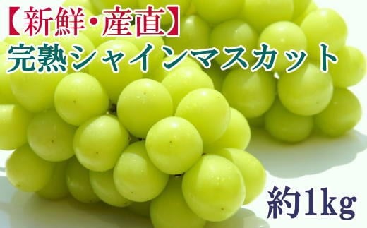 【先行予約】和歌山県産完熟シャインマスカット約1kg【2026年度発送分】 ※2026年9月上旬～2026年9下旬頃に順次発送 ※北海道・沖縄・離島配送不可 シャインマスカット マスカット 果物 くだもの フルーツ 葡萄 ぶどう ブドウ 【tecj1038】