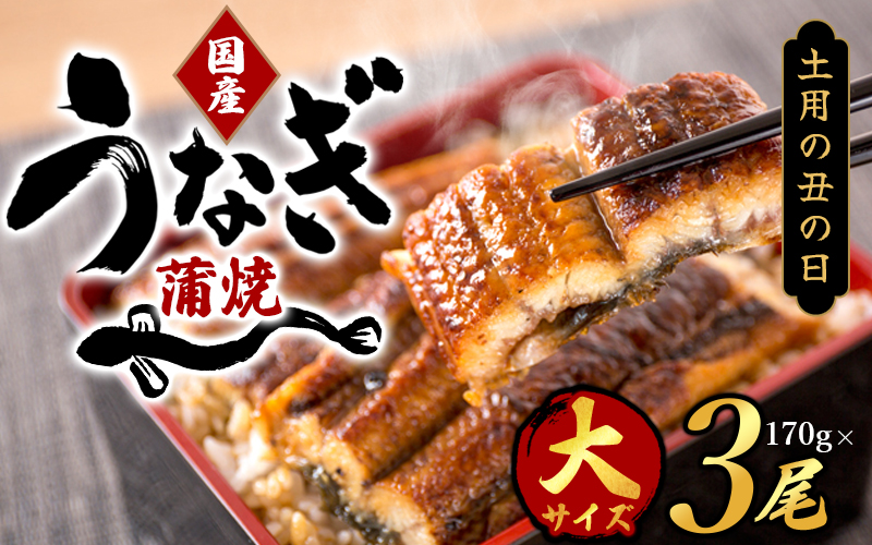 【土用の丑の日までにお届け！】【大型サイズ】国産 大型サイズ ふっくら柔らか 国産うなぎ蒲焼き 3尾 化粧箱入 先行予約 国産 うなぎ ウナギ 鰻 蒲焼 土用の丑の日 丑の日 【uot303A-dy】