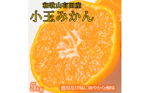 有田の小粒みかん5kg　(S～3Sサイズ混合) ※2025年11月下旬頃～12月下旬頃に順次発送予定 / みかん ミカン 蜜柑 温州みかん 柑橘 フルーツ 果物 くだもの 和歌山【uot845】