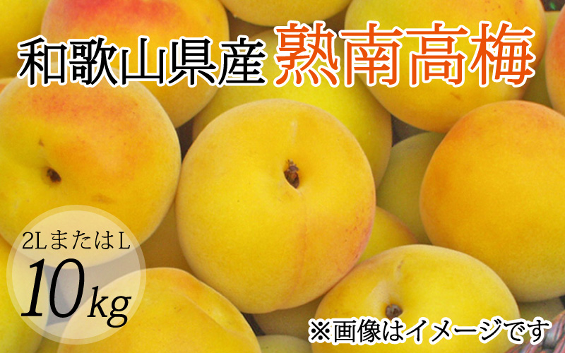 [梅干・梅酒用](2LまたはL-10Kg)熟南高梅[2025年6月上旬〜7月上旬ごろに順次発送予定]/梅 フルーツ 梅酒 生梅 南高梅 完熟 フルーツ 果物 くだもの 食品 人気 おすすめ 送料無料[art011A]