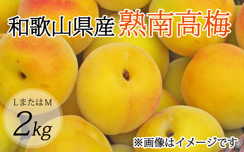 [梅干・梅酒用](LまたはM-2Kg)熟南高梅[2025年6月上旬〜7月上旬ごろに順次発送予定] /梅 フルーツ 梅酒 生梅 南高梅 完熟 フルーツ 果物 くだもの 食品 人気 おすすめ 送料無料[art012A]