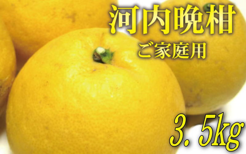 [2025年4月発送][和製グレープフルーツ]有田育ちの河内晩柑(ご家庭用) 約3.5kg※北海道・沖縄・離島配送不可 / みかん ミカン オレンジ 柑橘 フルーツ 果物 旬[ard028A]