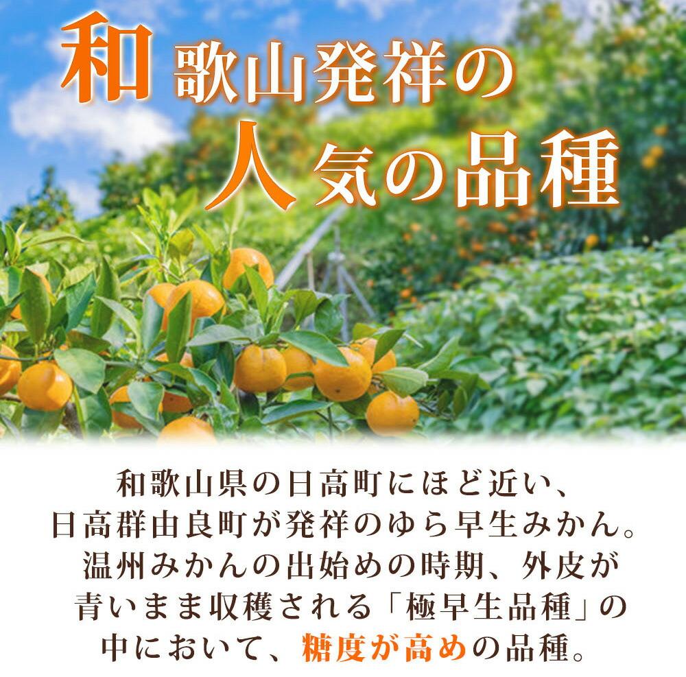 紀州和歌山有田産ゆら早生みかん　10kg［2026年発送］［UT33］