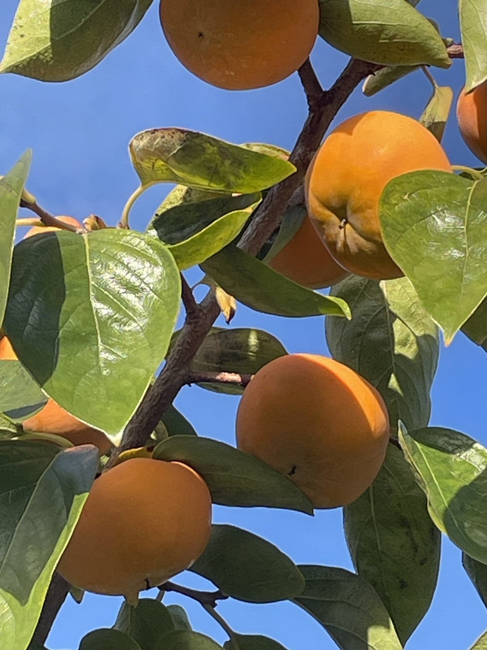 【先行予約】 樹上完全着色「九度山の富有柿」★訳あり★ 約7kg 【2026年11月中旬頃から発送予定】