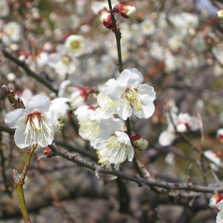 紀州南高梅 はちみつ入り味梅 500g ご家庭用 【US31】