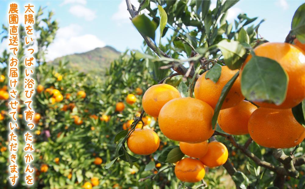 【2025年12月発送】濃厚完熟 木成り温州みかん 5kg ミックスサイズ 和歌山県産